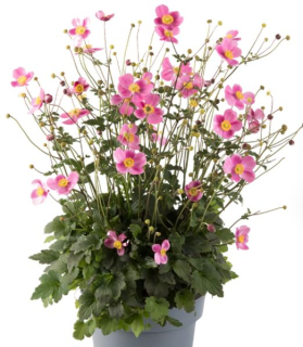 Anemone hupehensis 'Emmy Bicolor'
